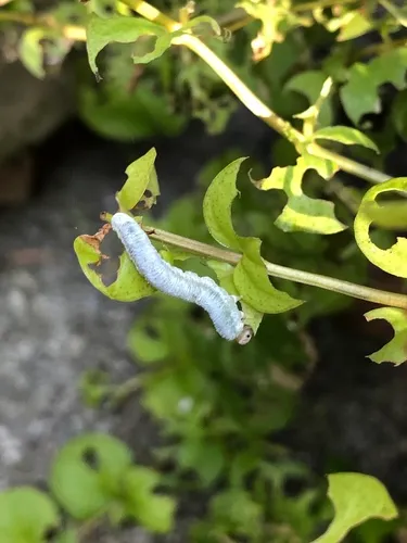 Loosestrife Sawfly