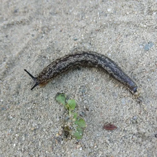 Winding Mantleslug