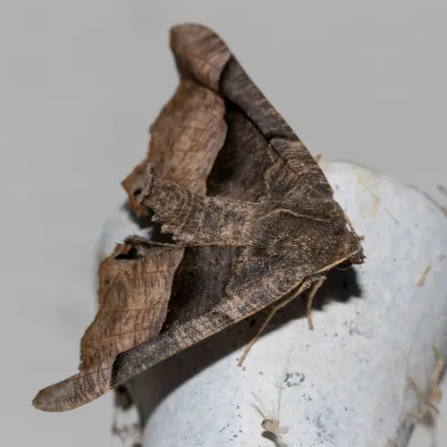 Honest Pero Moth