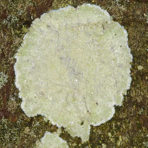 White Blanket