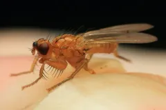 Large Mantis Dung Fly thumbnail 2