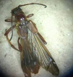 Necydalis diversicollis thumbnail 1