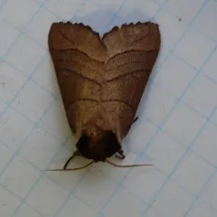 Yellow-necked Caterpillar Moth thumbnail 2