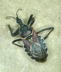Plains Bee Assassin thumbnail 3