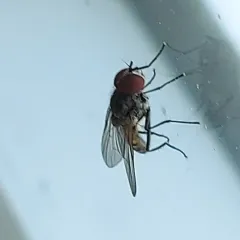 Lesser House Fly thumbnail 3