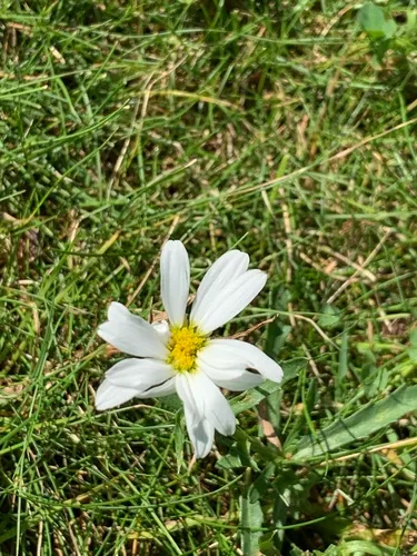 blackfoot daisy