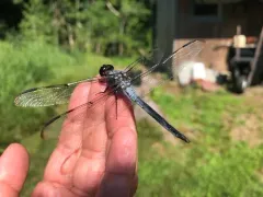 Bar-winged Skimmer thumbnail 1