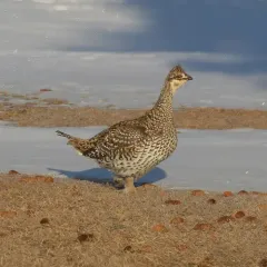 Sharp-tailed Grouse thumbnail 2