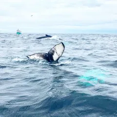 Humpback Whale thumbnail 2