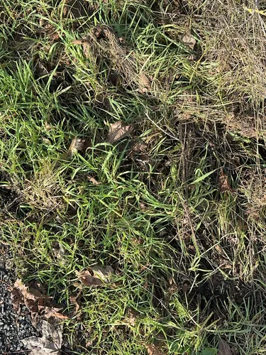 Kikuyu Grass
