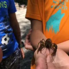Eastern Crayfish thumbnail 2