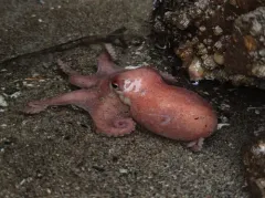 Keeled Octopus thumbnail 3