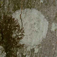 Bumpy Rim-lichen thumbnail 3