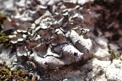 Dermatocarpon multifolium thumbnail 2