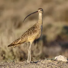 Long-billed Curlew thumbnail 1