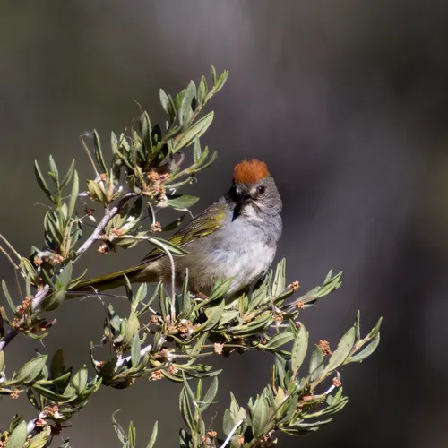 Green-tailed Towhee