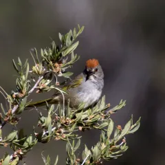 Green-tailed Towhee thumbnail 1