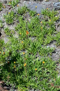 stem raillardella thumbnail 3