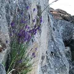 Purple Toadflax thumbnail 2