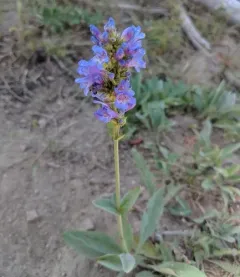 Glaucous Beardtongue thumbnail 1