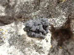 Lichinella iodopulchra thumbnail 3
