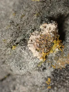 Squamulea galactophylla thumbnail 3