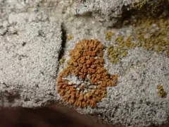Rock Jewel Lichen thumbnail 4