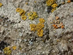 Flavoplaca flavocitrina thumbnail 3