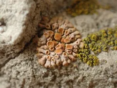 tiny firedot lichen thumbnail 4
