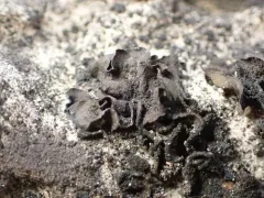Crumpled Rock Tarpaper Lichen thumbnail 4