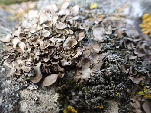 Dermatocarpon multifolium