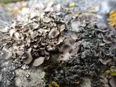 Dermatocarpon multifolium thumbnail 1