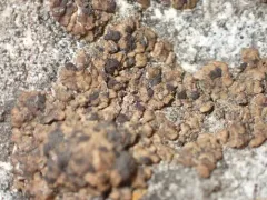 Romjularia lurida thumbnail 2