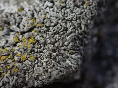 Hale's Rosette Lichen thumbnail 2