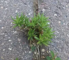 moss rose thumbnail 2