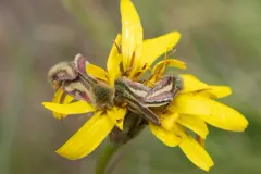 Heliolonche modicella thumbnail 3