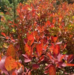 Blue-leaved huckleberry thumbnail 4