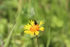 White-fronted Small-Mason thumbnail 4