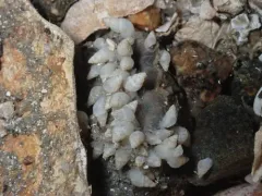 Odostomia tenuisculpta thumbnail 2