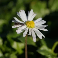 Western Forest Sedgesitter thumbnail 3