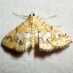 Pondside Crambid Moth thumbnail 3