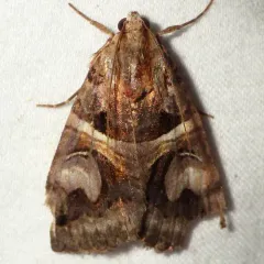 Figure-seven Moth thumbnail 2