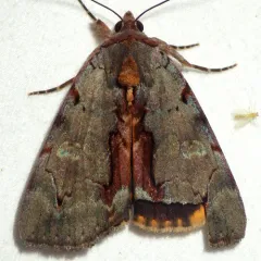 Woody Underwing thumbnail 4