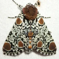 Harris' Three-Spot thumbnail 4