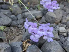 Venus Penstemon thumbnail 4
