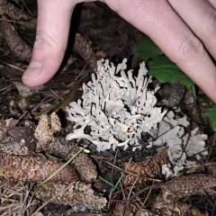 grey coral fungus thumbnail 4