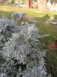 Dusty miller thumbnail 4