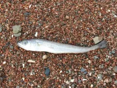 Silver Hake thumbnail 4