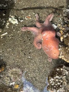 Keeled Octopus thumbnail 4