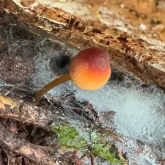 Mycena subsanguinolenta thumbnail 4